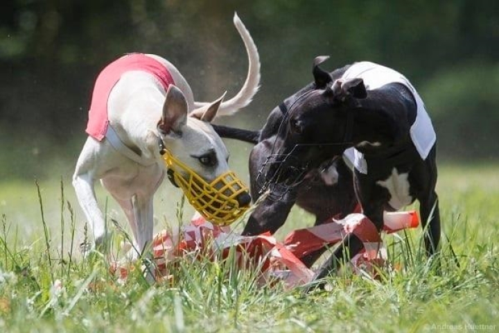 Nationales Coursing des FCW mit CCLA Vergabe des ÖKV am 14./15.9.2024